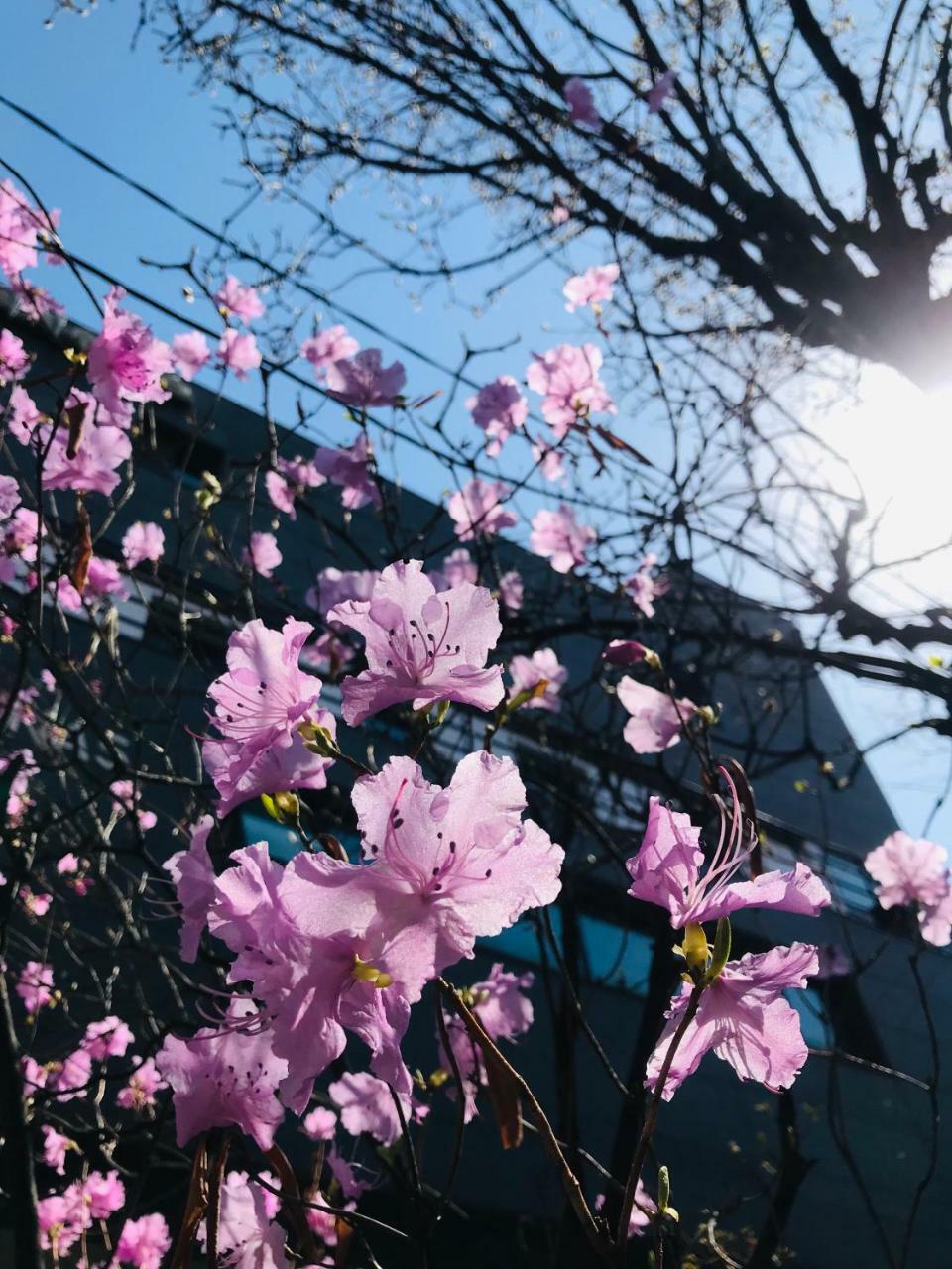Naru Guesthouse Seoul Exterior foto